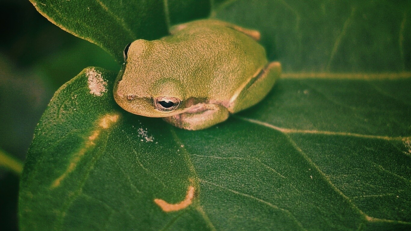 Лягушка на листике обои