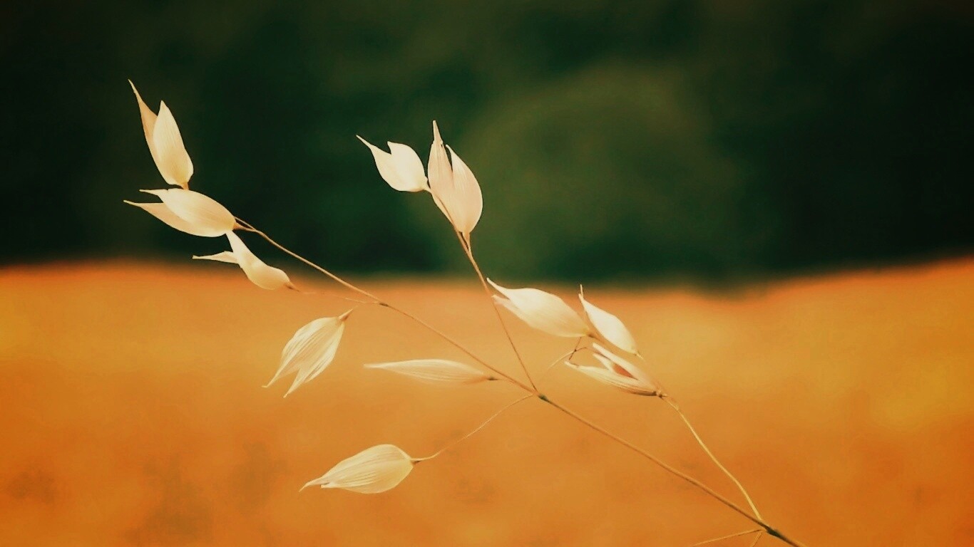 Белые полевые цветочки обои