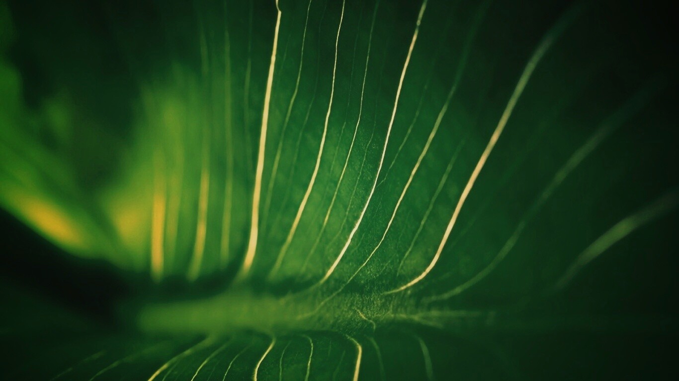 Широкий лист обои