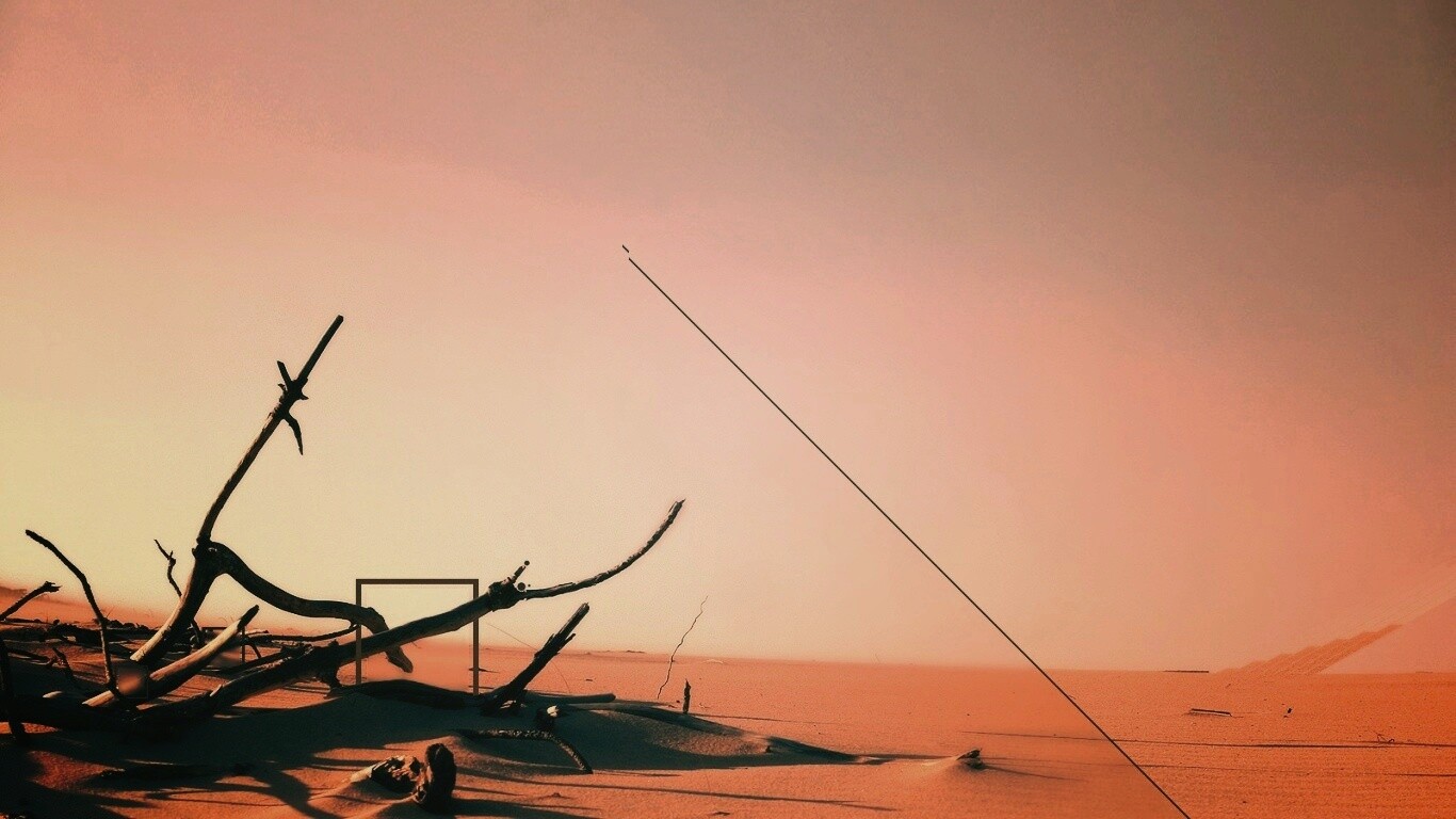 Сухостой в песках обои