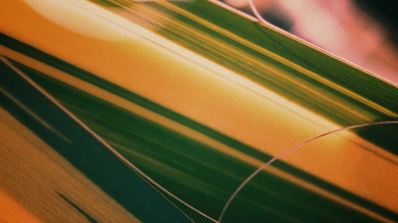 Желто-зеленые травинки обои