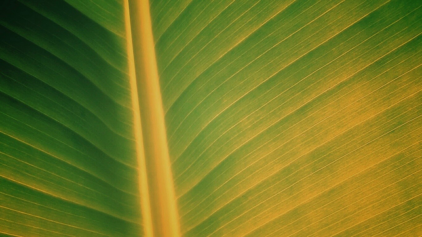 Желтый черенок листа обои