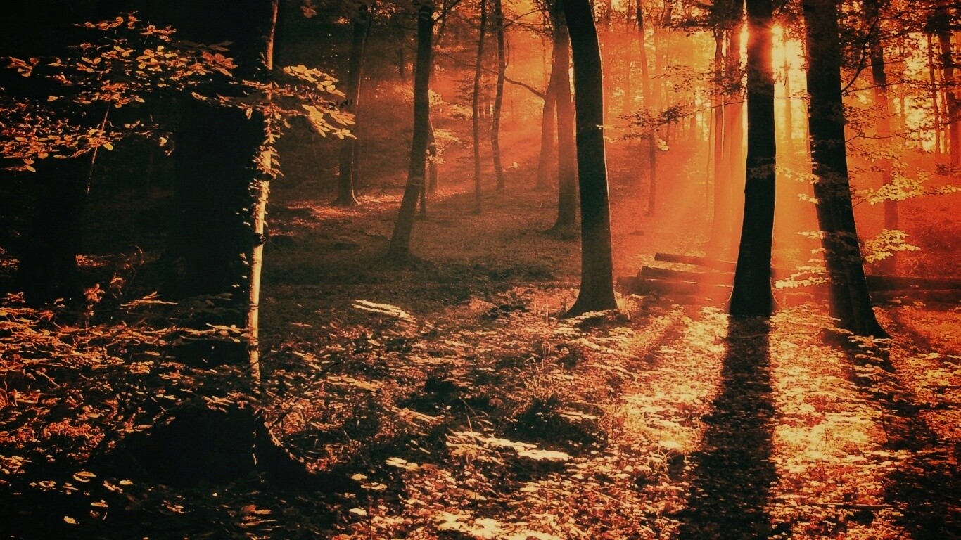 Лес в золотом сиянии обои