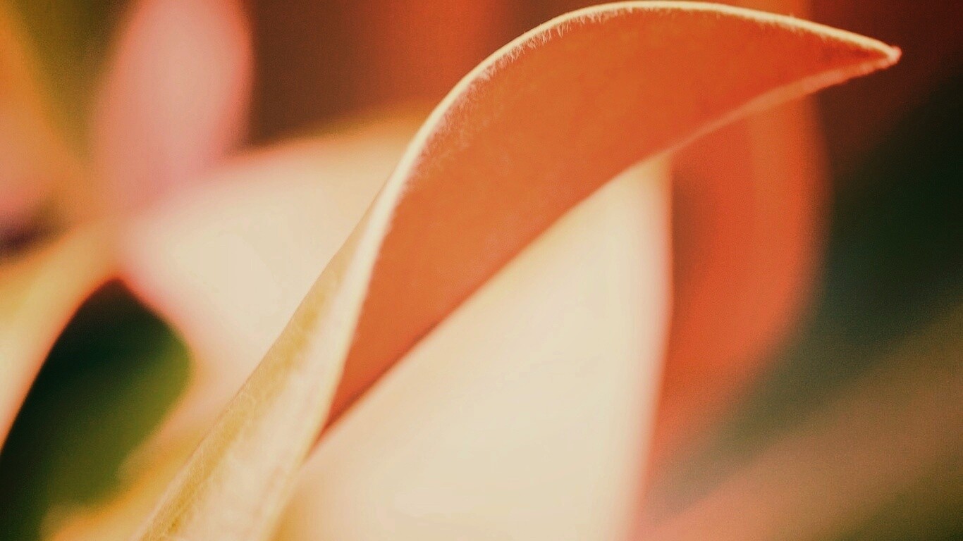 Обратаня сторона листа обои