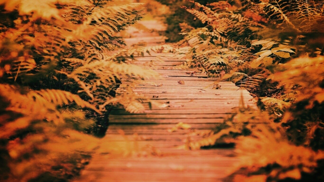 Деревянная дорожка обои