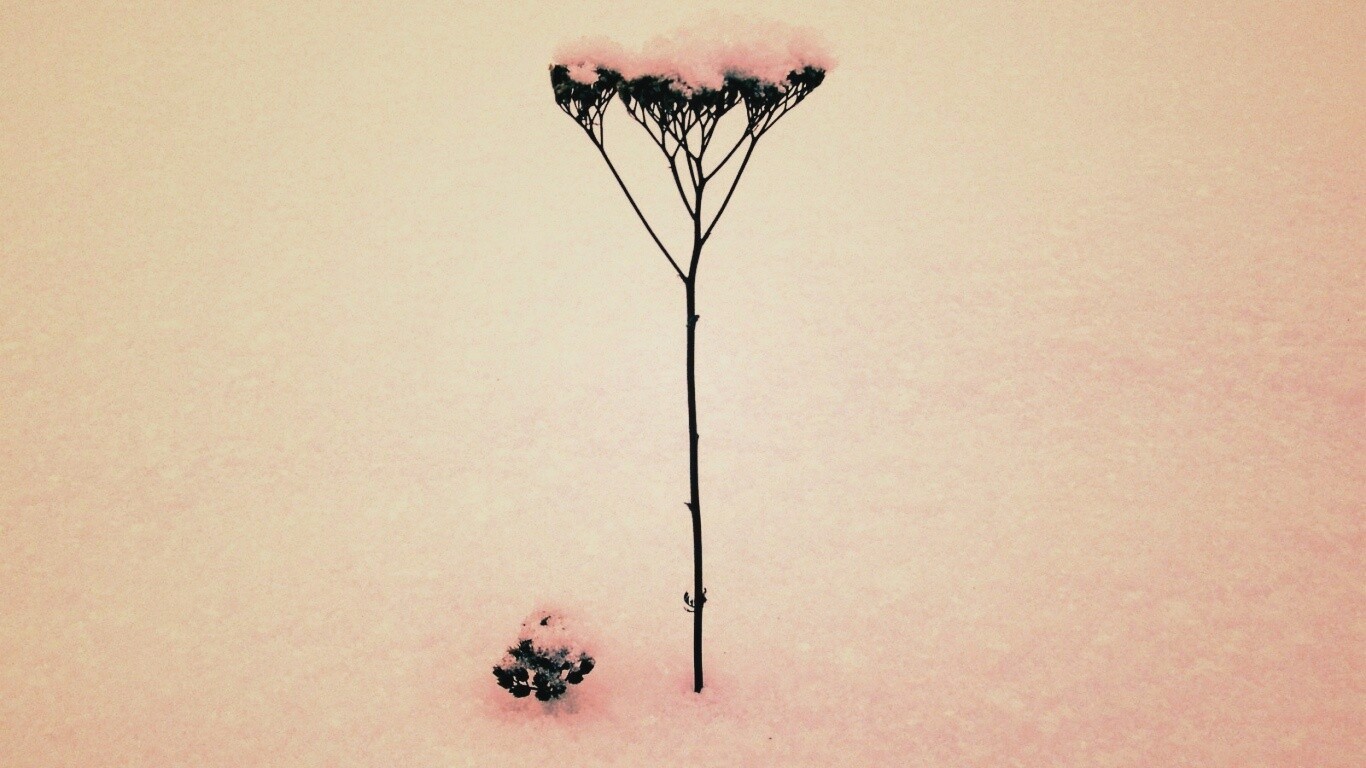 Заснеженная травинка обои