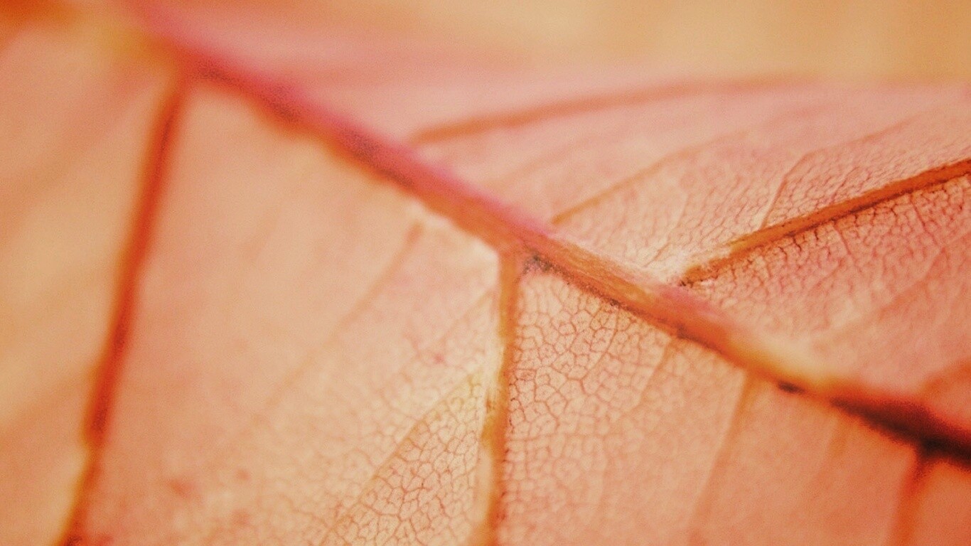 Желтый лист обои