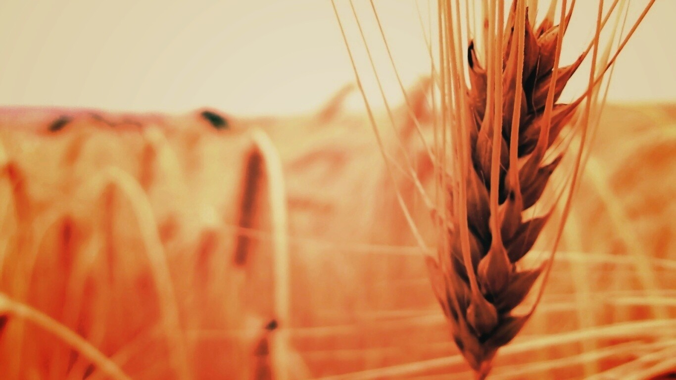 Короткий колос обои