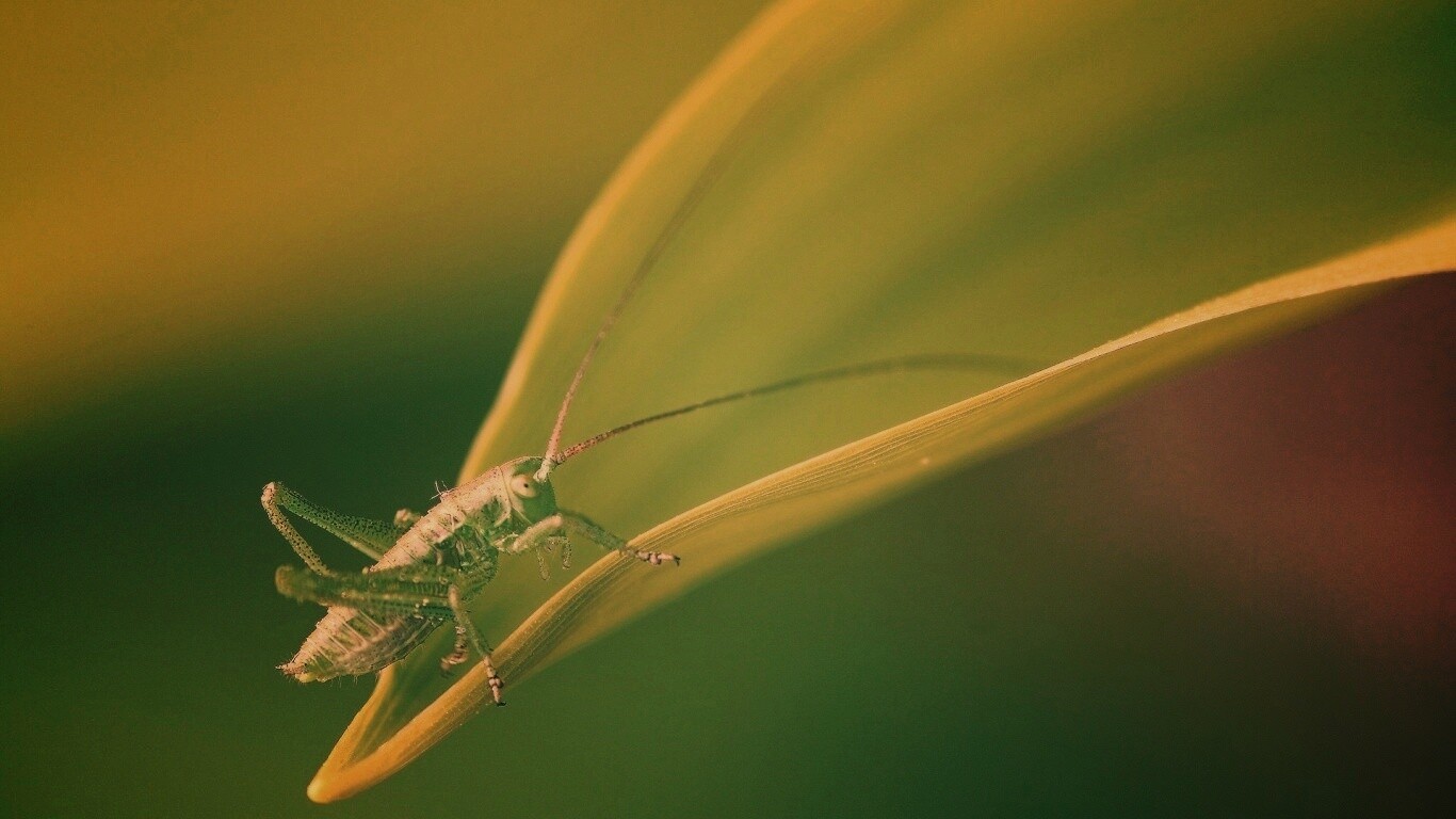 Кузнечик на листике обои