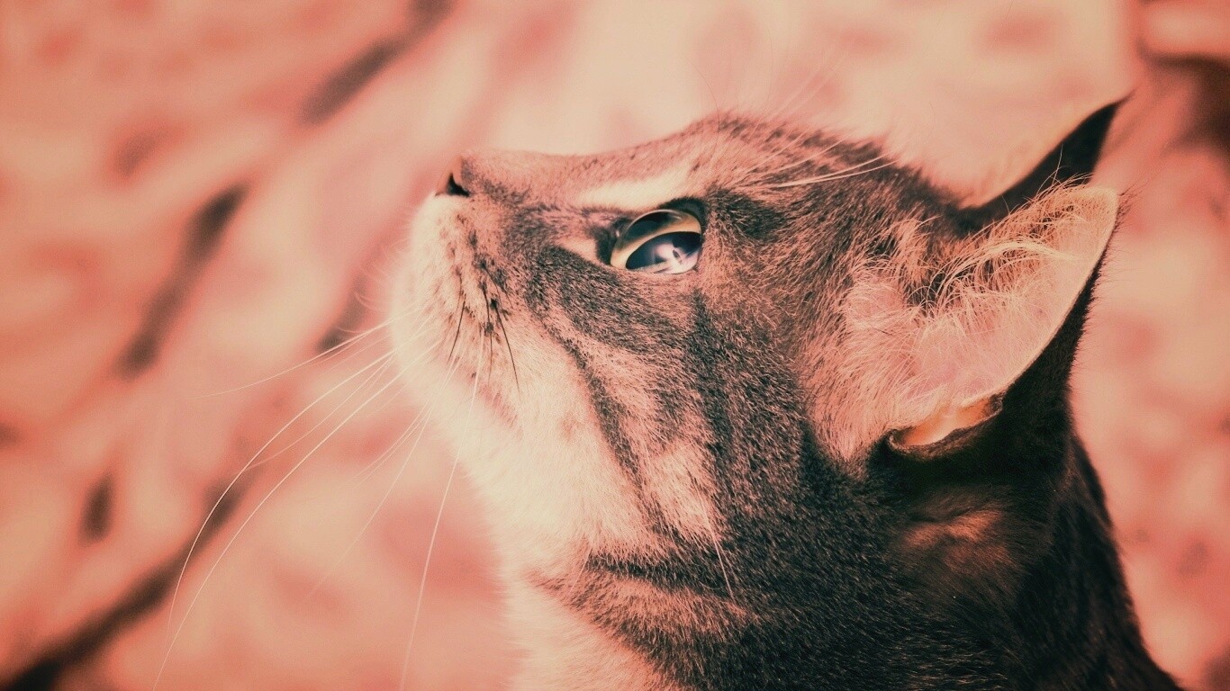 Котик смотрит верх обои