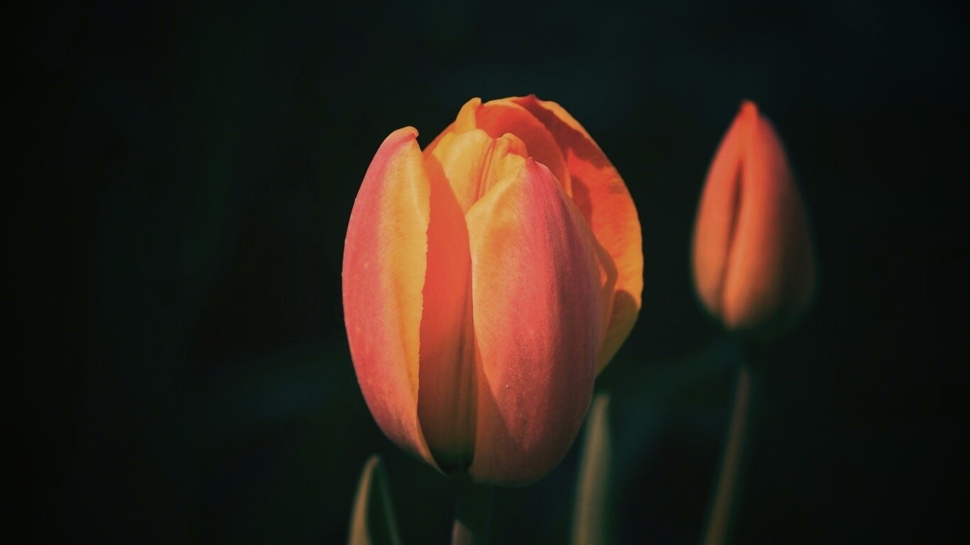 Распускающийся тюльпан обои