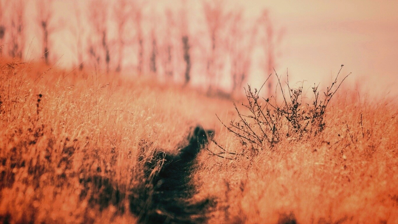 Тропинка в поле обои