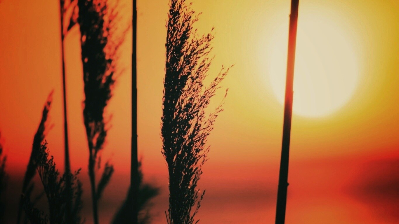 Травинка на закате обои