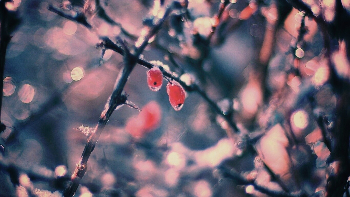 Замерзшие ягоды обои