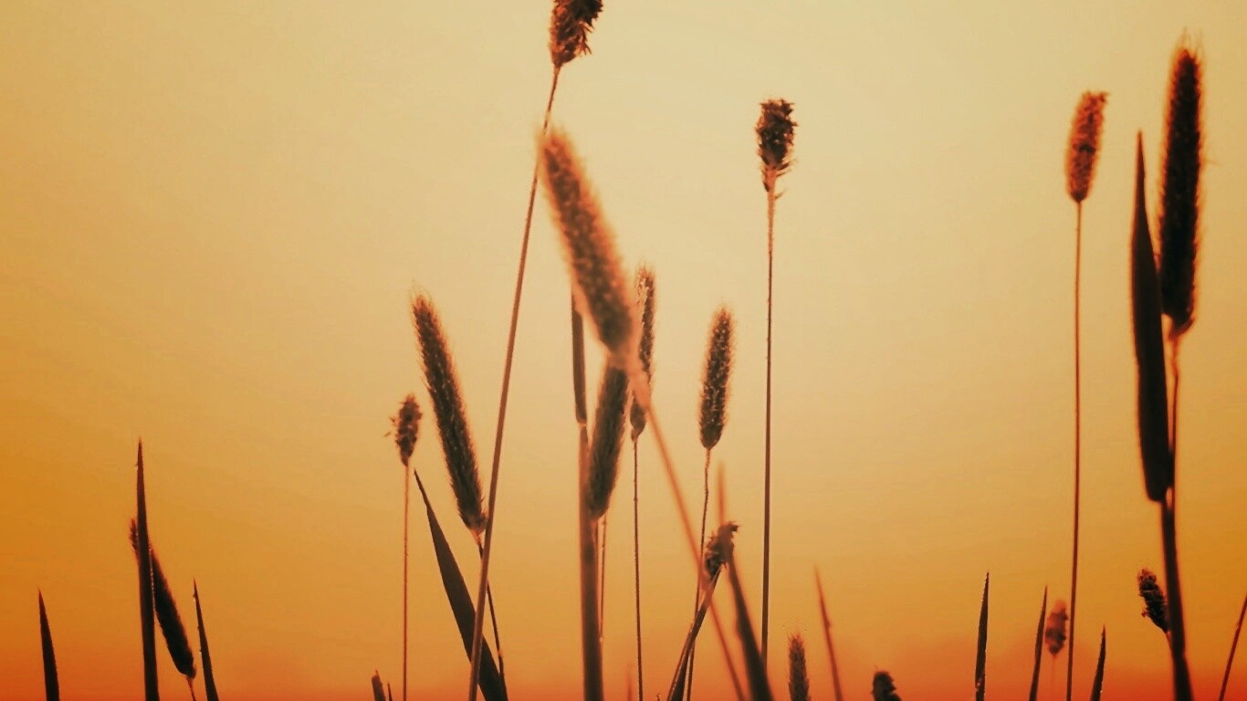 Травинки на закате обои