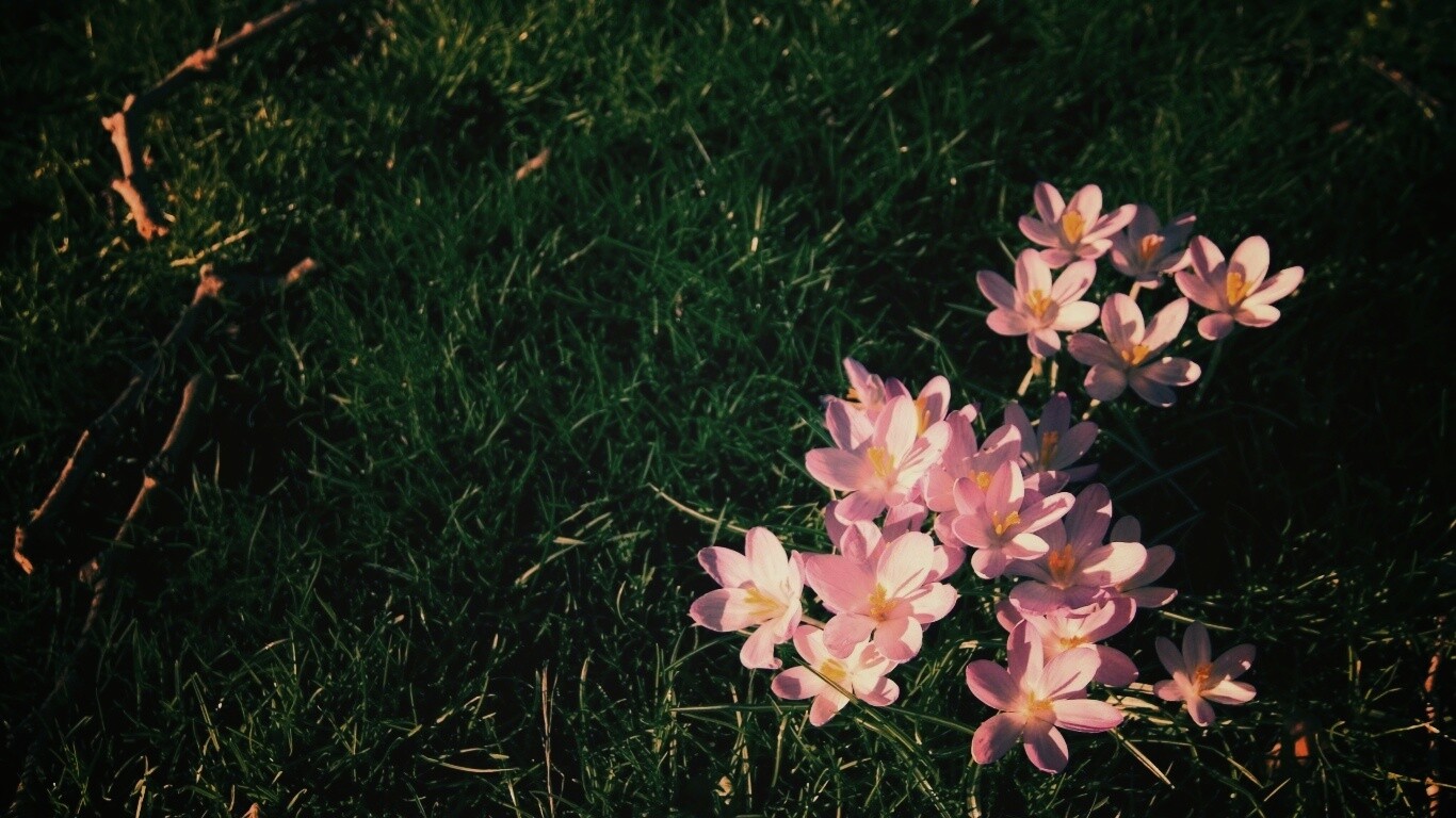 Фиалки на траве обои