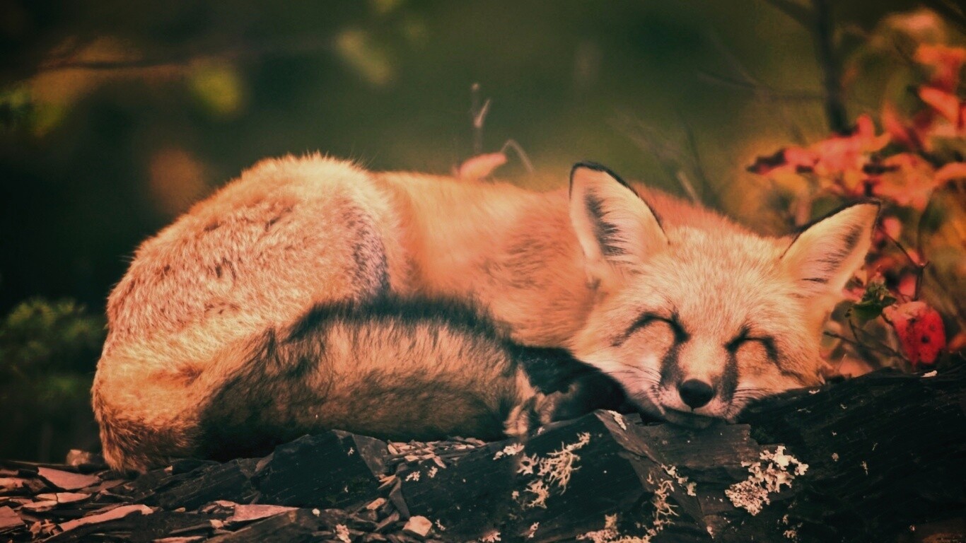 Спящая лиса обои