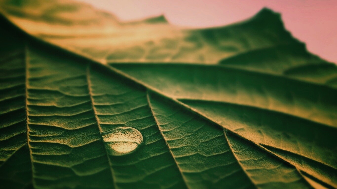 Капля на листе обои