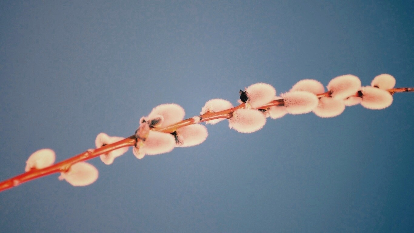 Пушистые почки обои