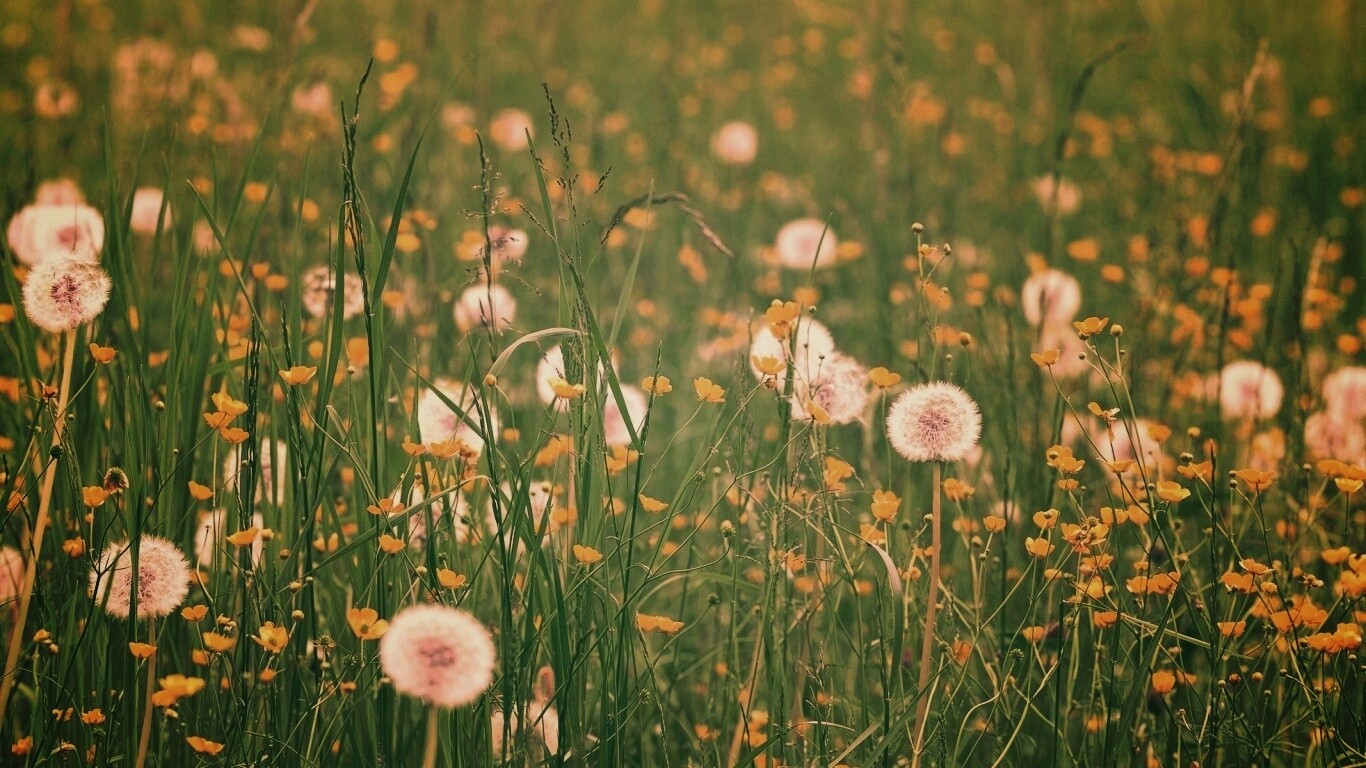 Поле одуванчиков обои