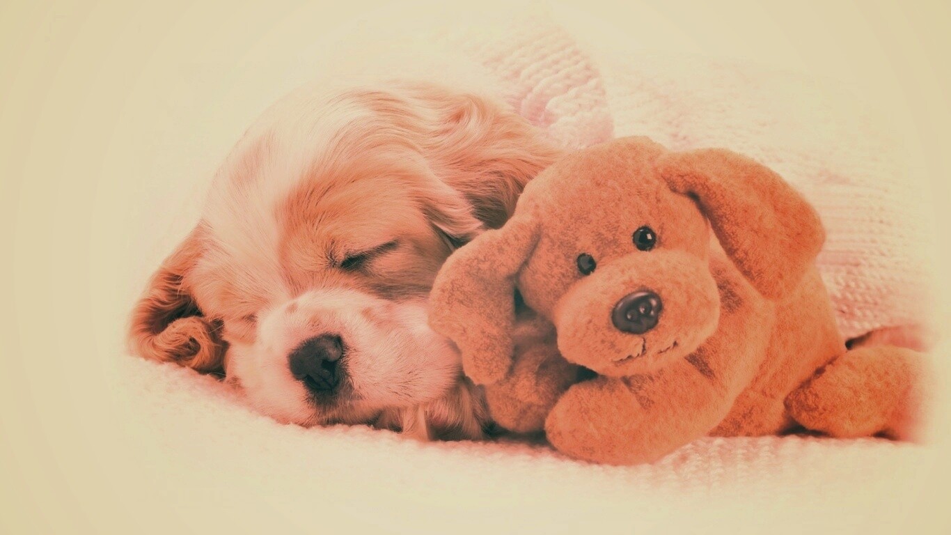 Собака спит с игрушкой обои