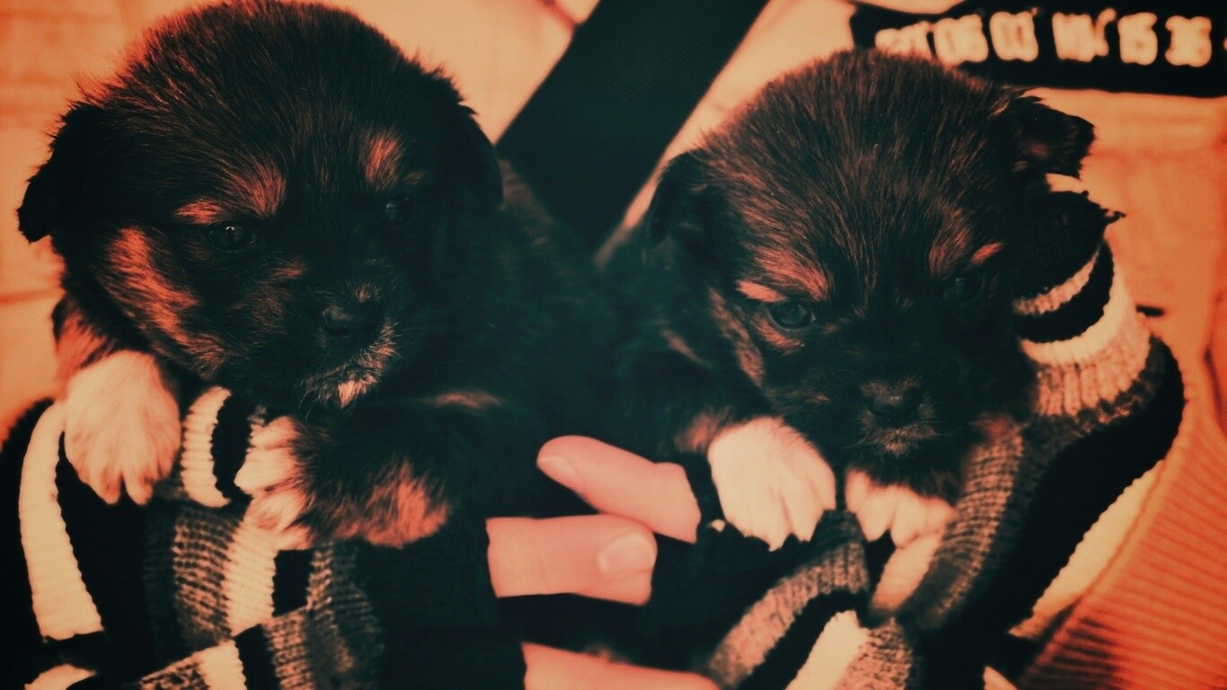 Два коричневых щенка обои