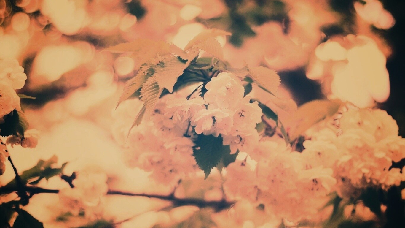 Цветущее дерево обои