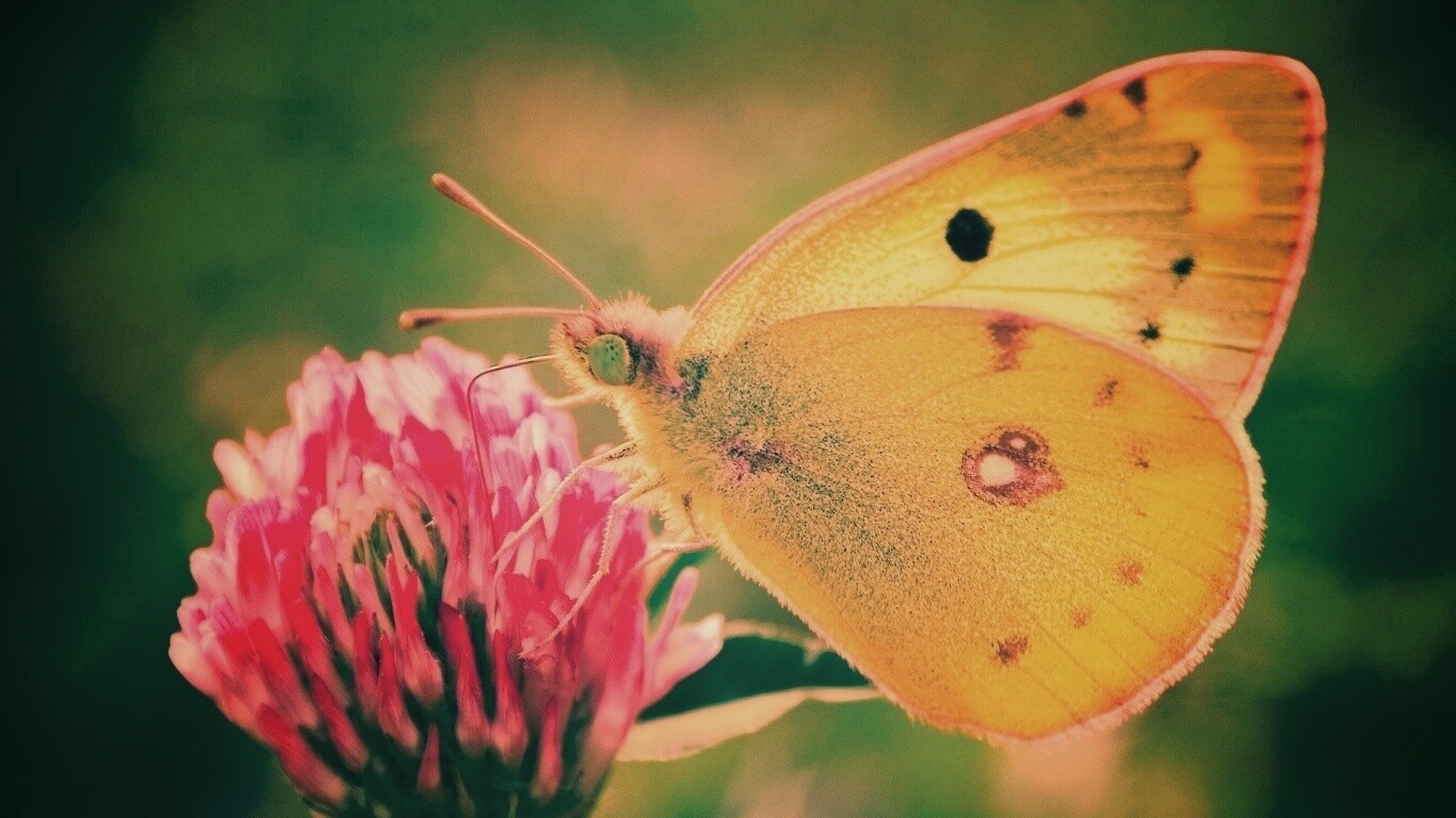 Бабочка на клевере обои