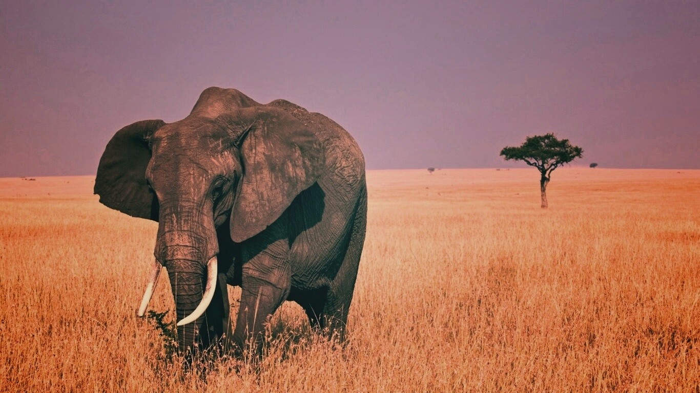 Африканский слон обои