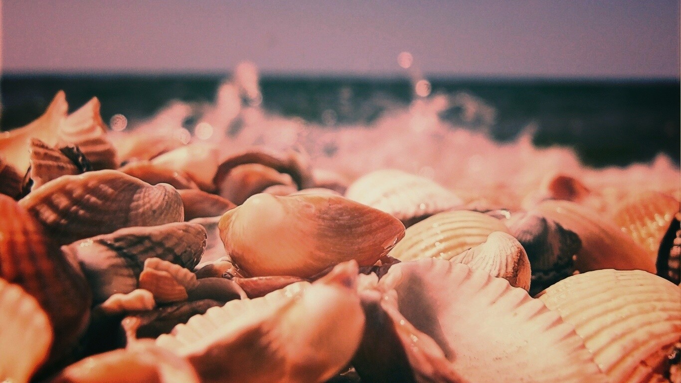 Морские ракушки обои