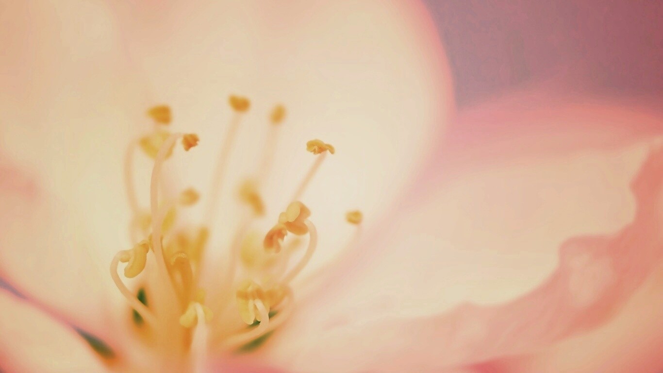 Желтые тычинки обои