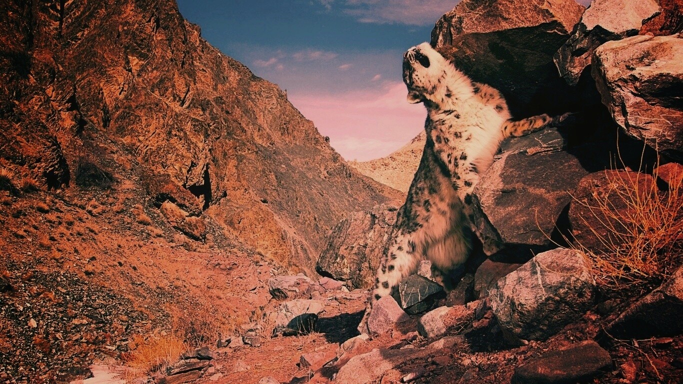 Барс чешется о камни обои