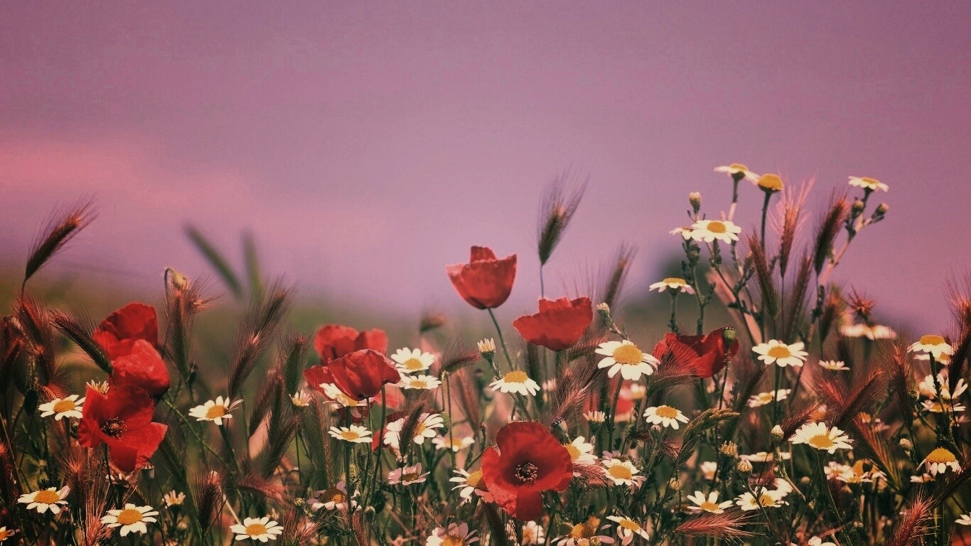 Цветы в поле обои
