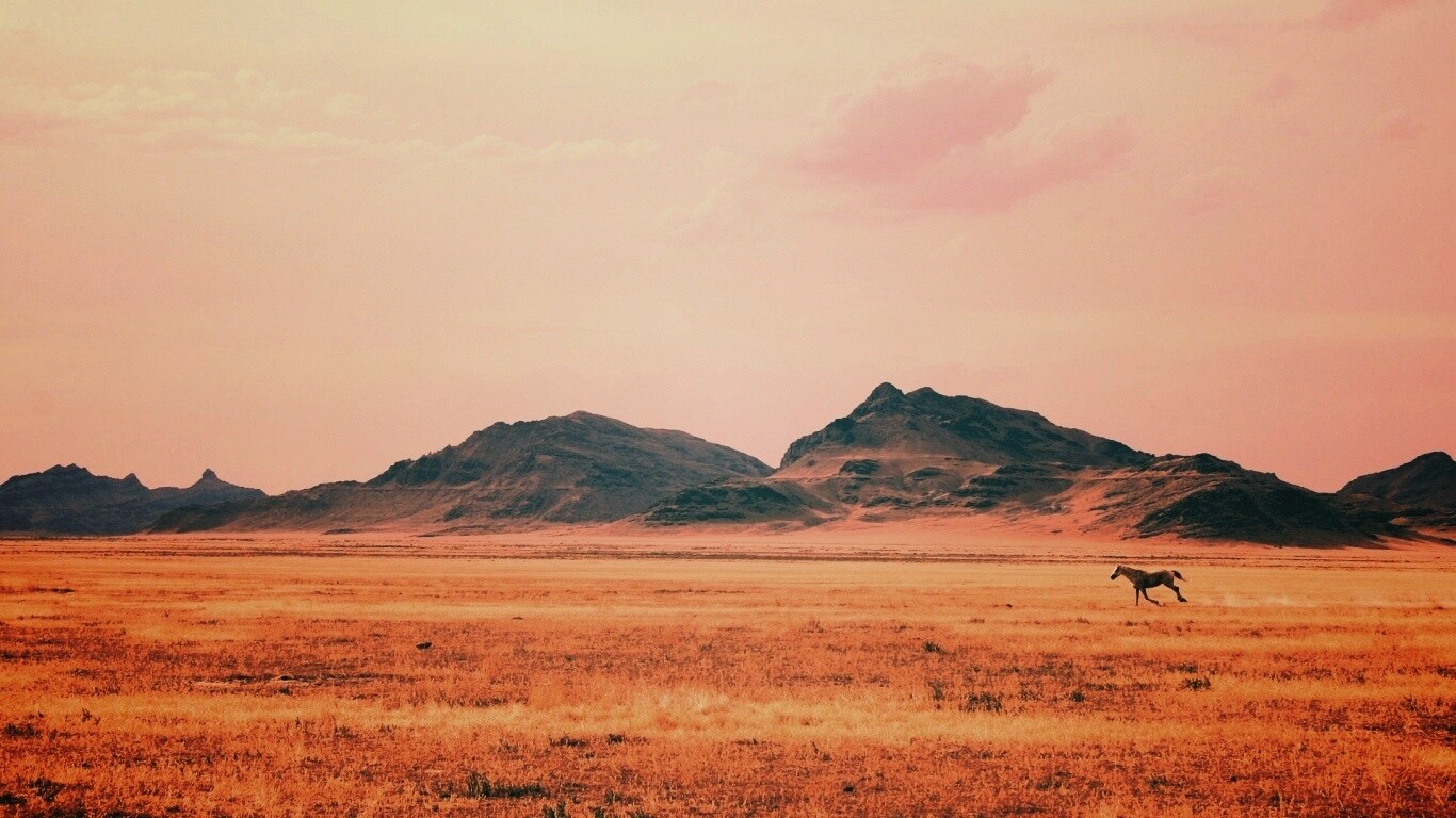 Мустанг в прериях обои