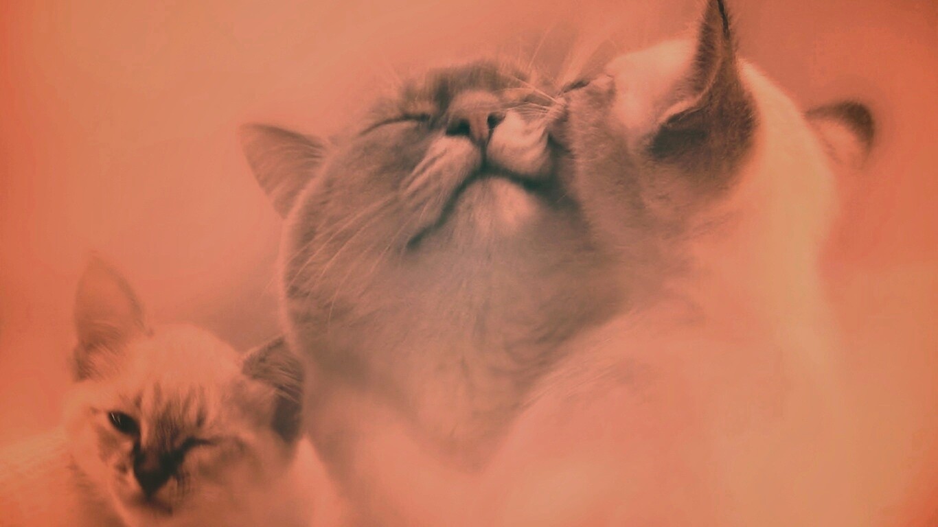 Котята с мамой обои