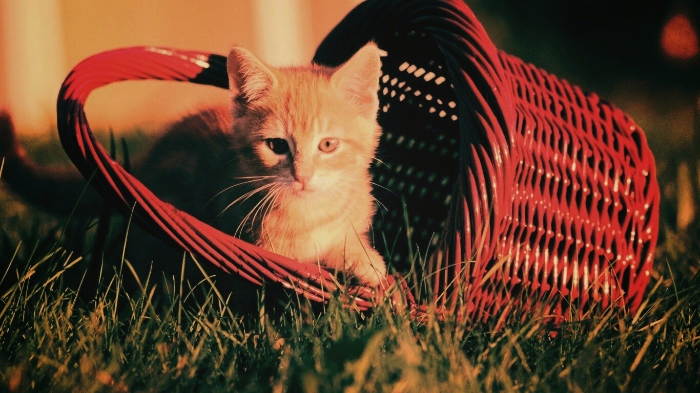 Рыжий котенок в корзине обои