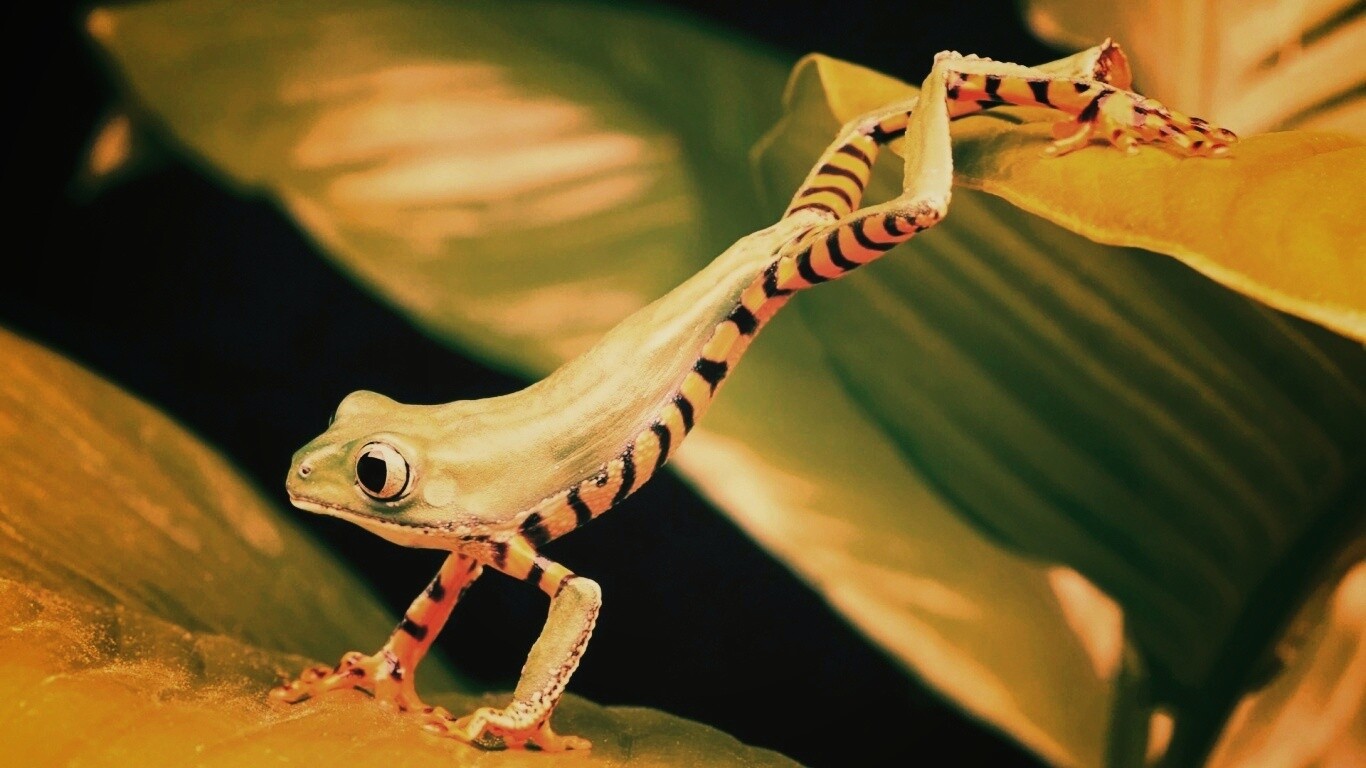 Лягушка переползает с листа на лист обои