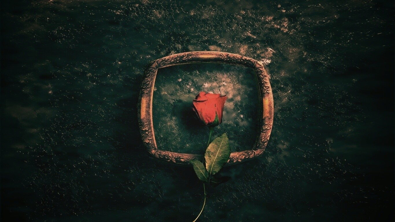 Роза на картинной раме обои