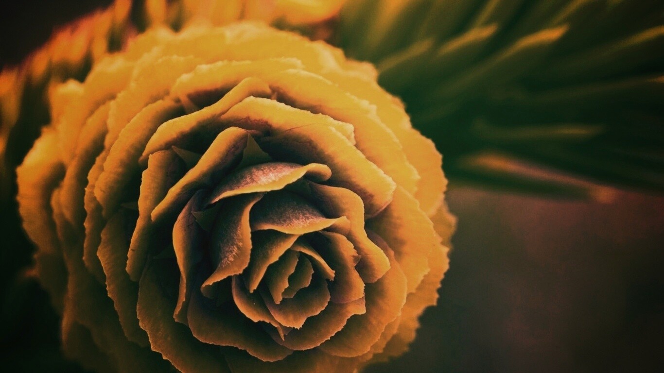 Молодая шишка обои