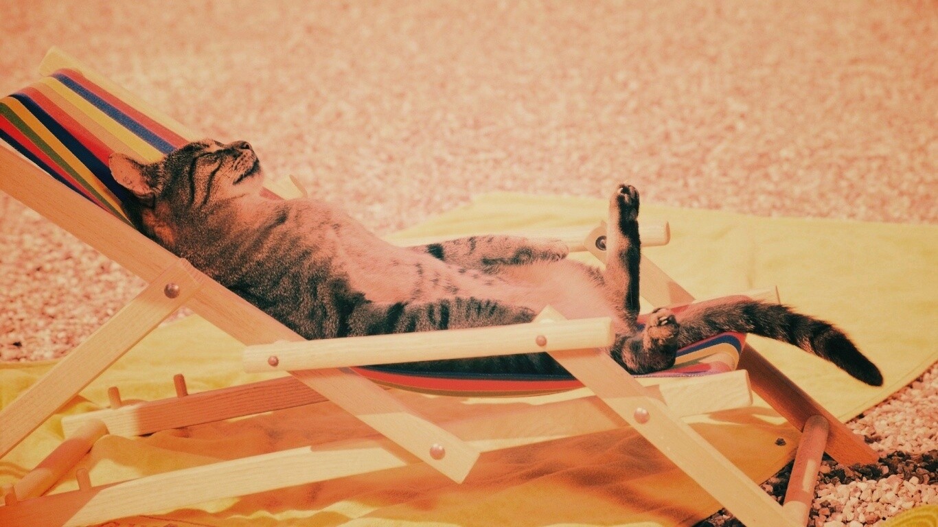 Кот в отпуске обои