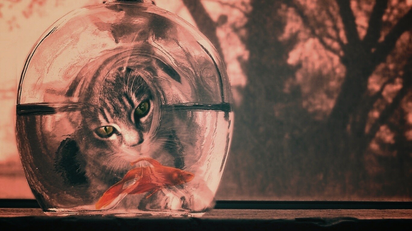 Кот наблюдает за рыбкой в бутылке обои