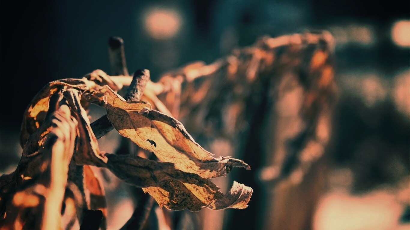 Сухие листья на железном заборе обои