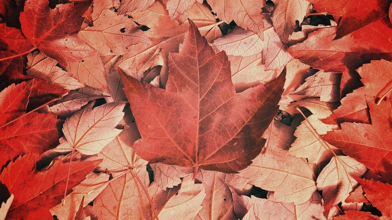 Флаг Канады из листьев обои