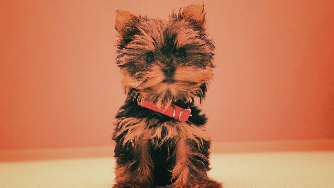 Щенок в красном ошейнике обои