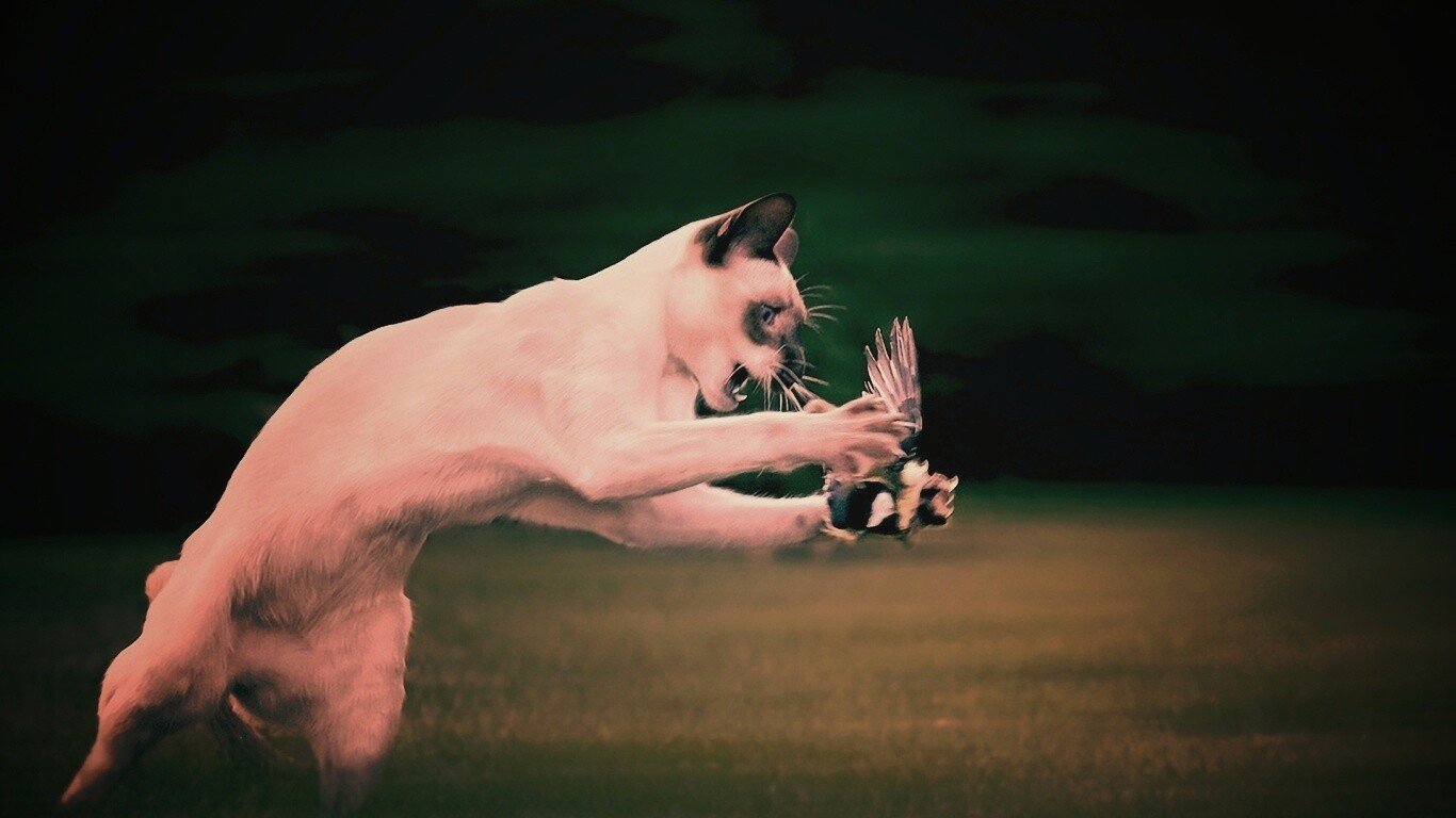 Кошка ловит птичку обои