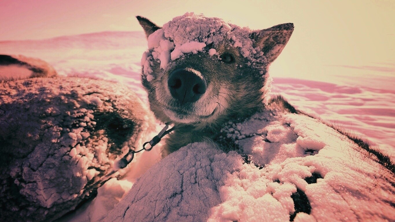 Собачка под снегом обои