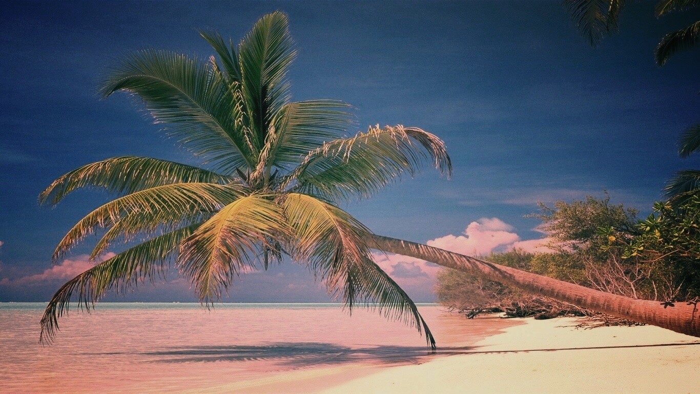 Пальма над водой обои