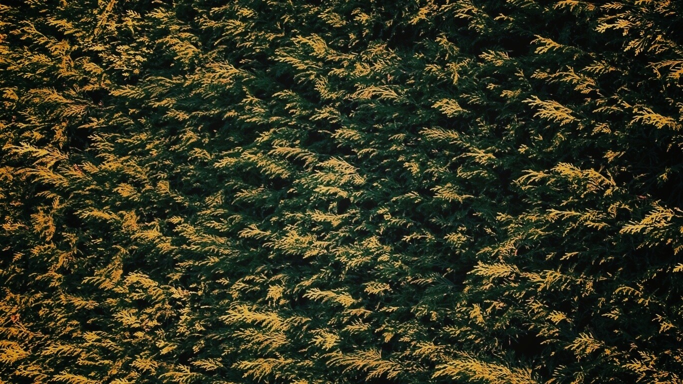 Густые хвойные заросли обои