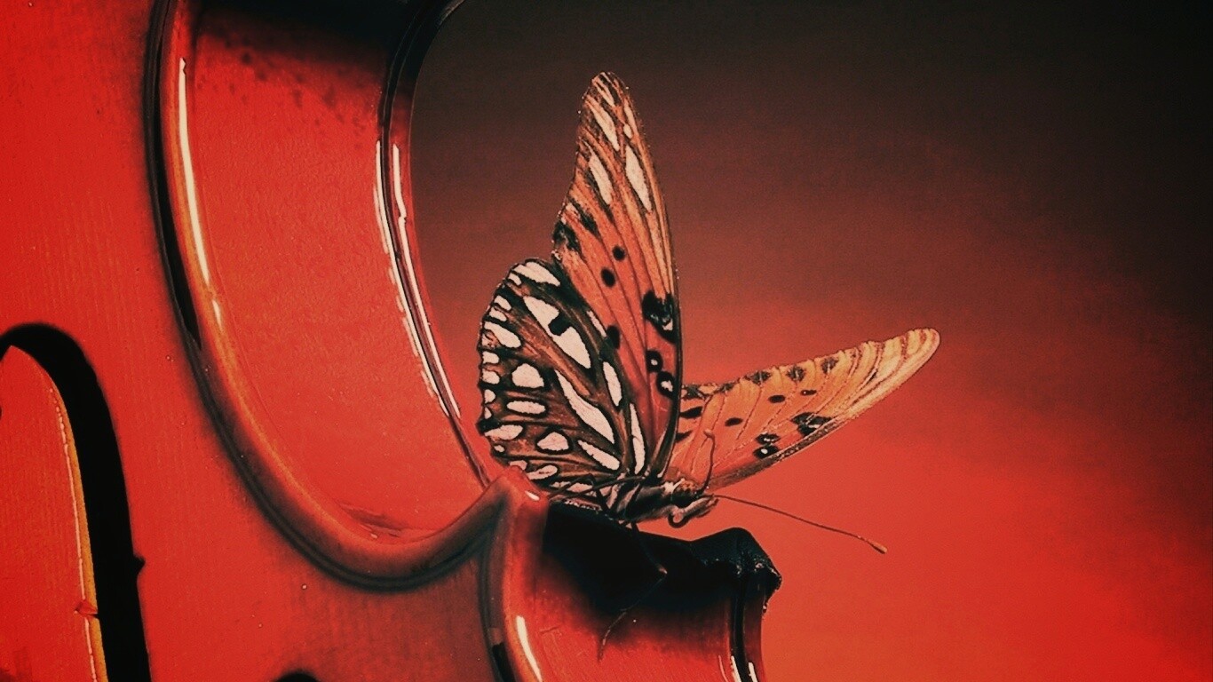 Бабочка на скрипке обои