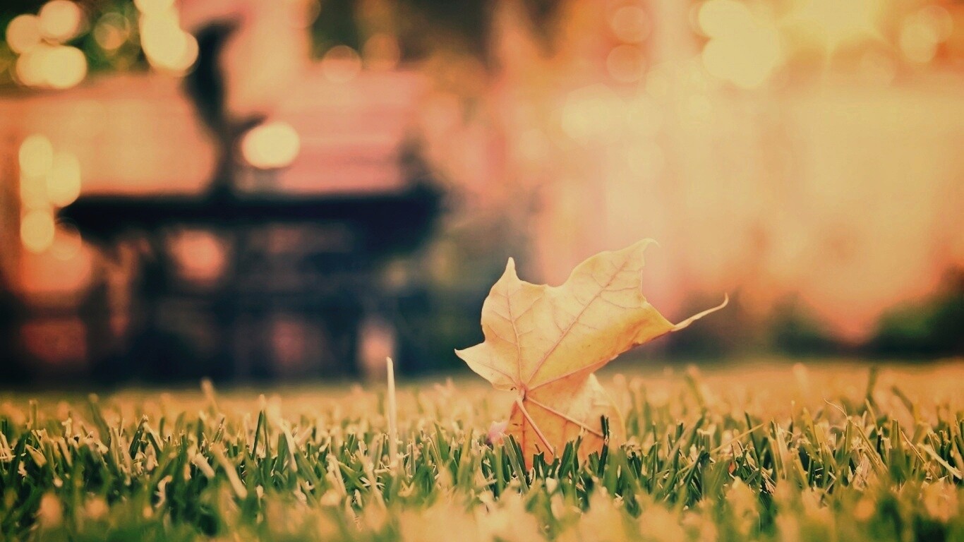 Зеленый лист на траве обои